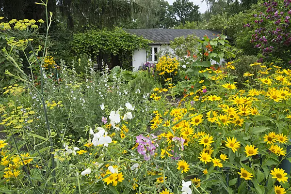 595012 - False sunflower (Heliopsis helianthoides) and sweet pea (Lathyrus odoratus)