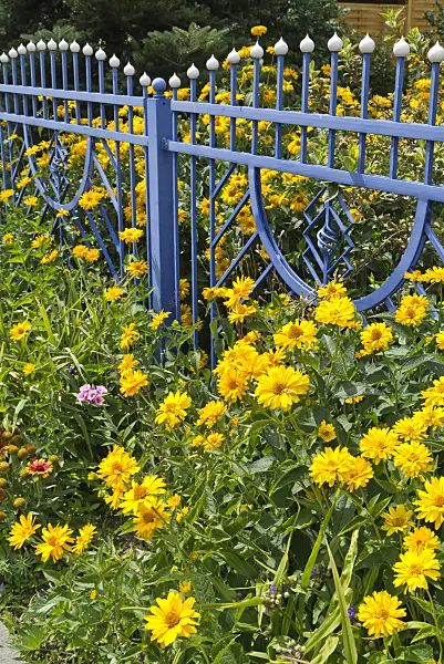 546039 - False sunflower (Heliopsis helianthoides) at a blue garden fence