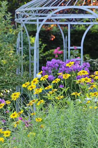474468 - False sunflower (Heliopsis helianthoides) in front of a garden pavilion