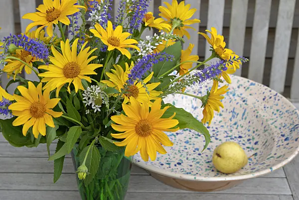 452166 - False sunflower (Heliopsis helianthoides), long-leaved speedwell (Veronica longifolia) and gooseneck loosestrife (Lysimachia clethroides)