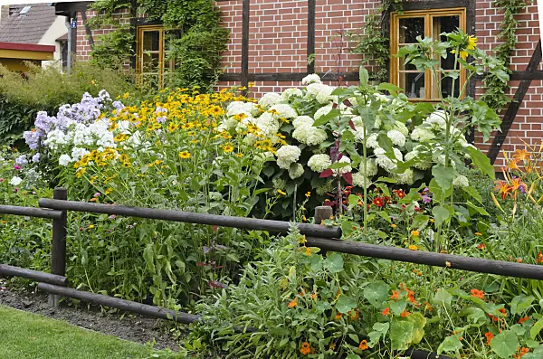 522114 - False sunflower (Heliopsis helianthoides), tree hydrangea (Hydrangea arborescens) and garden nasturtium (Tropaeolum majus)