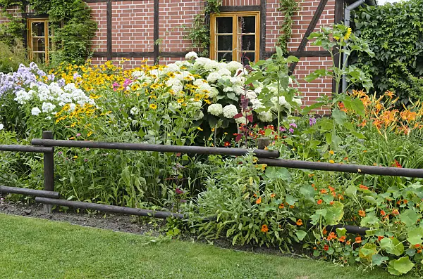 522117 - False sunflower (Heliopsis helianthoides), tree hydrangea (Hydrangea arborescens) and garden nasturtium (Tropaeolum majus)