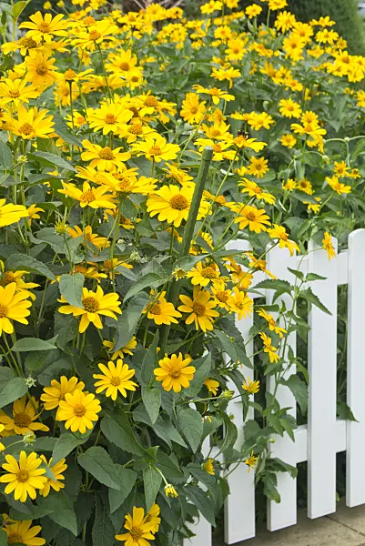 546056 - False sunflower (Heliopsis helianthoides var. scabra)