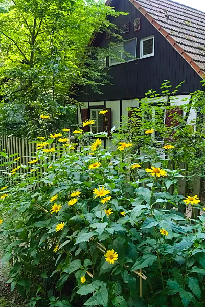 670013 - False sunflower (Heliopsis helianthoides var. scabra)