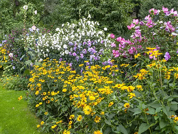 490004 - False sunflower (Heliopsis helianthoides var. scabra) and common hibiscus (Hibiscus syriacus)
