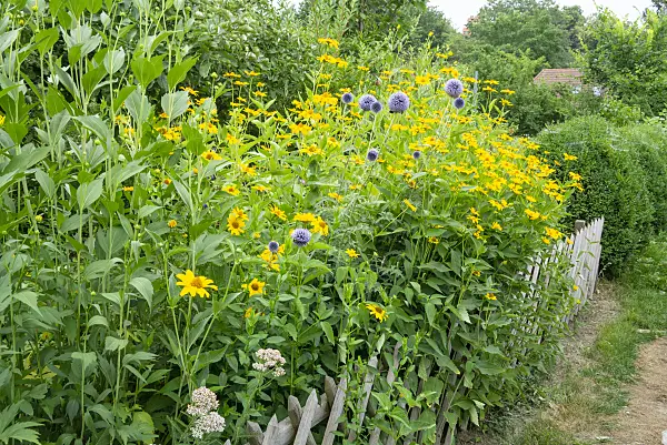 625043 - False sunflower (Heliopsis helianthoides var. scabra) and great globe thistle (Echinops sphaerocephalus)