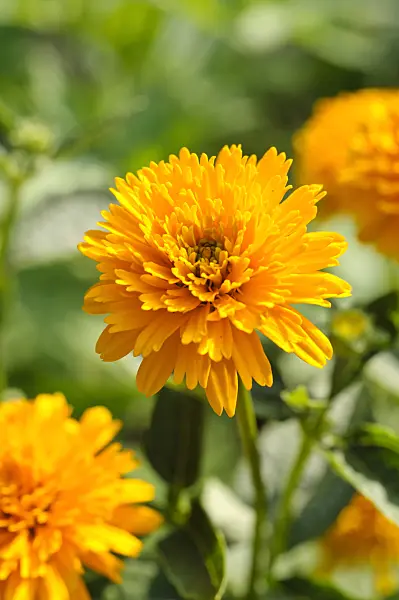 475118 - False sunflower (Heliopsis helianthoides var. scabra 'Asahi')
