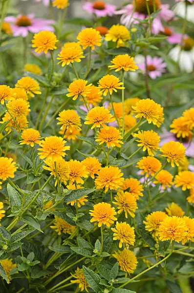 523002 - False sunflower (Heliopsis helianthoides var. scabra 'Asahi')
