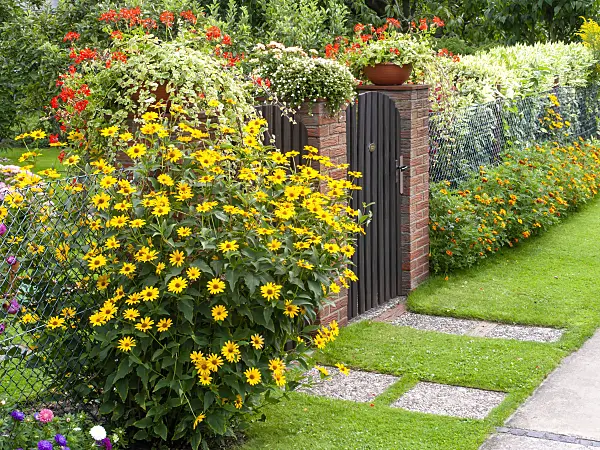 490011 - False sunflower (Heliopsis helianthoides var. scabra) at a garden entrance