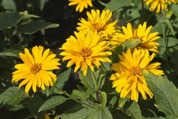 559150 - False sunflower (Heliopsis helianthoides var. scabra 'Goldgefieder')