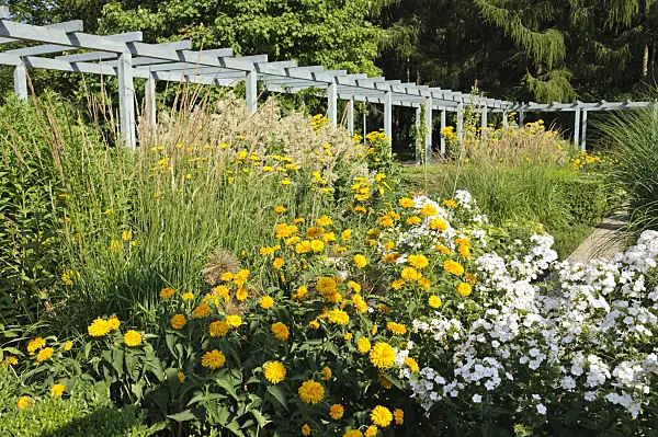 486214 - False sunflower (Heliopsis helianthoides var. scabra 'Goldgrünherz') and garden phlox (Phlox paniculata)