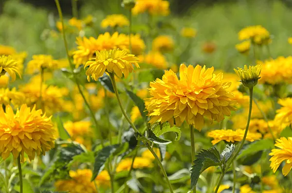498002 - False sunflower (Heliopsis helianthoides var. scabra 'Sonnenschild')