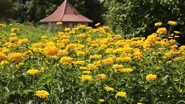 498017 - False sunflower (Heliopsis helianthoides var. scabra 'Sonnenschild')