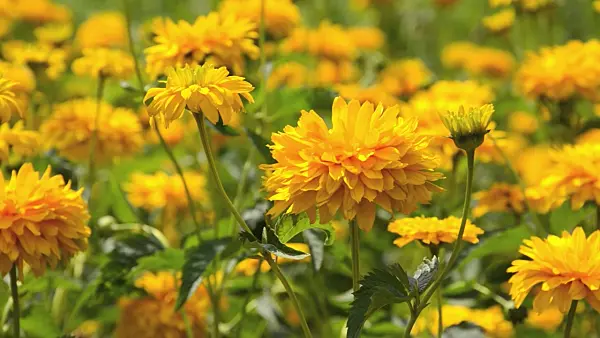 498018 - False sunflower (Heliopsis helianthoides var. scabra 'Sonnenschild')