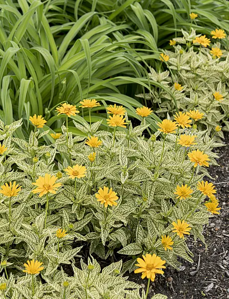 607058 - False sunflower (Heliopsis helianthoides var. scabra 'Sunstruck')
