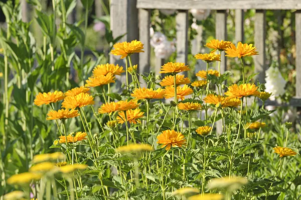 485199 - False sunflower (Heliopsis helianthoides var. scabra 'Venus')
