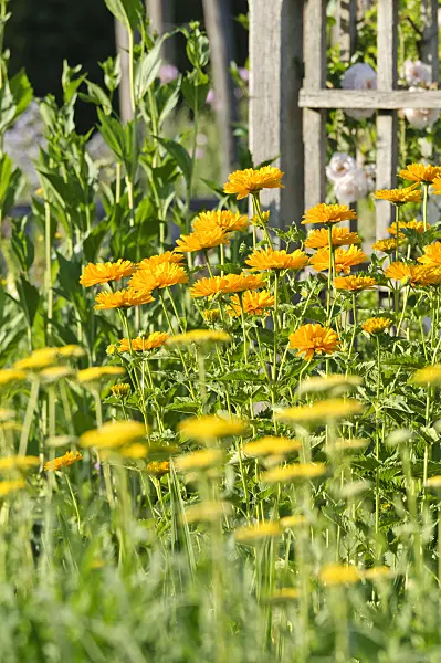 485200 - False sunflower (Heliopsis helianthoides var. scabra 'Venus')