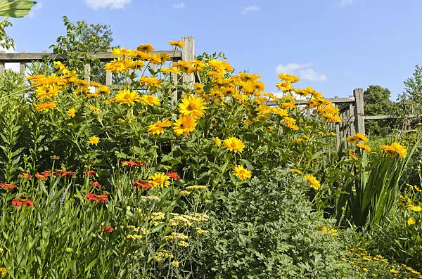 498137 - False sunflower (Heliopsis helianthoides var. scabra 'Venus')