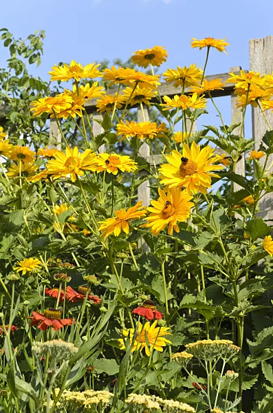 498138 - False sunflower (Heliopsis helianthoides var. scabra 'Venus')
