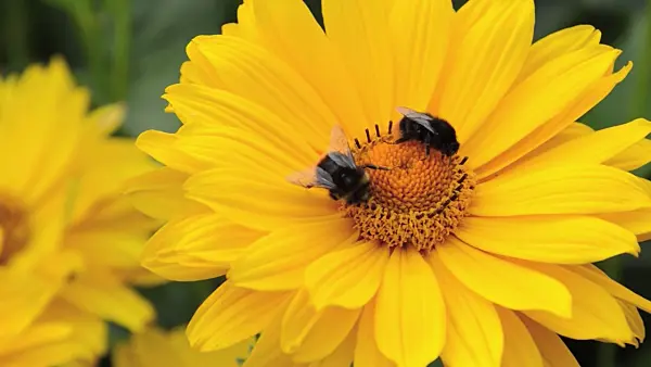 498107 - False sunflower (Heliopsis helianthoides var. scabra 'Venus') and bumble bees (Bombus)