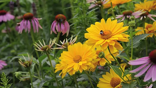 498106 - False sunflower (Heliopsis helianthoides var. scabra 'Venus'), purple cone flower (Echinacea purpurea 'Magnus') and bumble bee (Bombus)