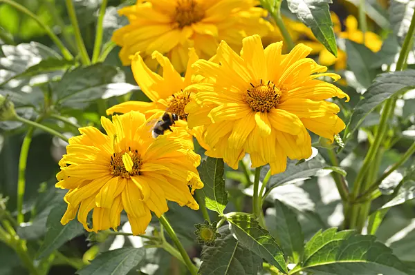 474403 - False sunflower (Heliopsis helianthoides var. scabra 'Wüstenkönig')