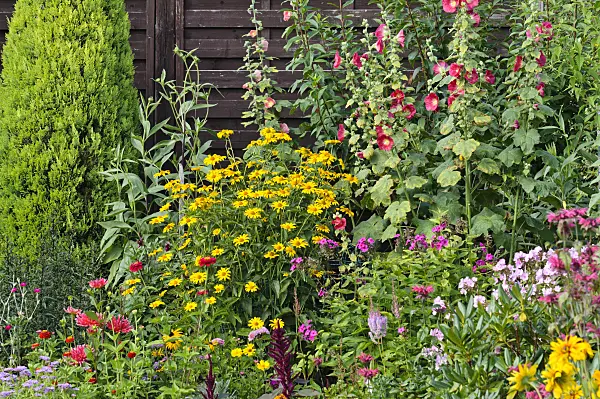 474323 - False sunflowers (Heliopsis helianthoides), garden phlox (Phlox paniculata) and common hollyhocks (Alcea rosea)
