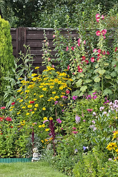 474324 - False sunflowers (Heliopsis helianthoides), garden phlox (Phlox paniculata) and common hollyhocks (Alcea rosea)