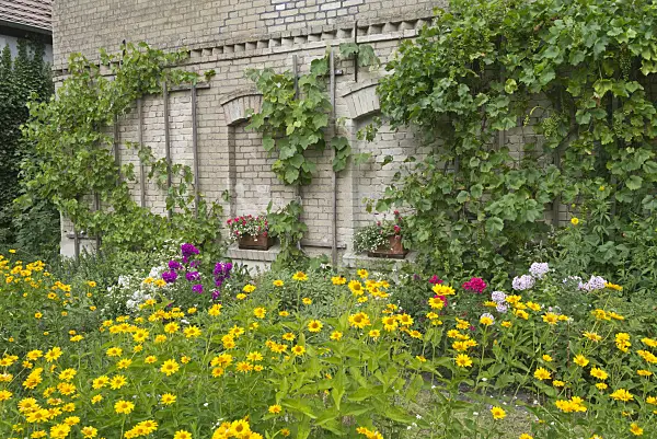 558338 - False sunflowers (Heliopsis), phlox (Phlox) and vines (Vitis) on a barn