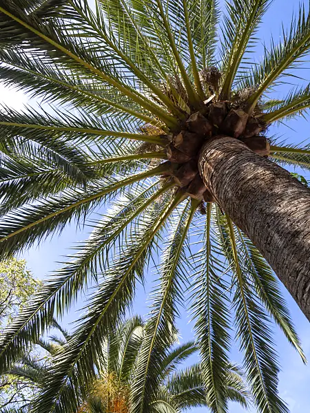 424051 - Fanned crowns of large palm trees with coconuts