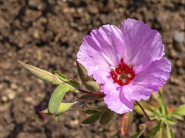 427151 - Farewell to spring (Clarkia amoena)