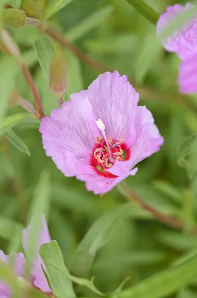 521469 - Farewell to spring (Clarkia amoena)
