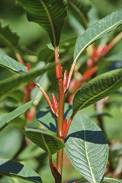 517239 - Farges Weide (Salix fargesii)