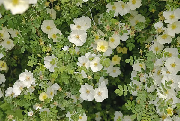 490167 - Father Hugo's rose (Rosa hugonis syn. Rosa xanthina 'Hugonis')