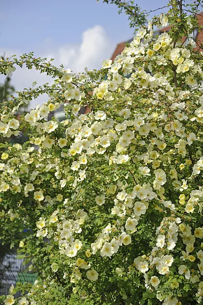 517423 - Father Hugo's rose (Rosa hugonis syn. Rosa xanthina 'Hugonis')