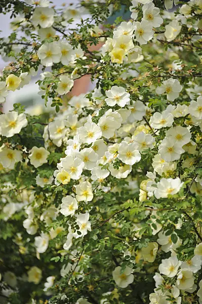 517424 - Father Hugo's rose (Rosa hugonis syn. Rosa xanthina 'Hugonis')