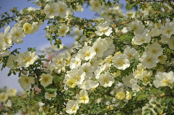 517425 - Father Hugo's rose (Rosa hugonis syn. Rosa xanthina 'Hugonis')