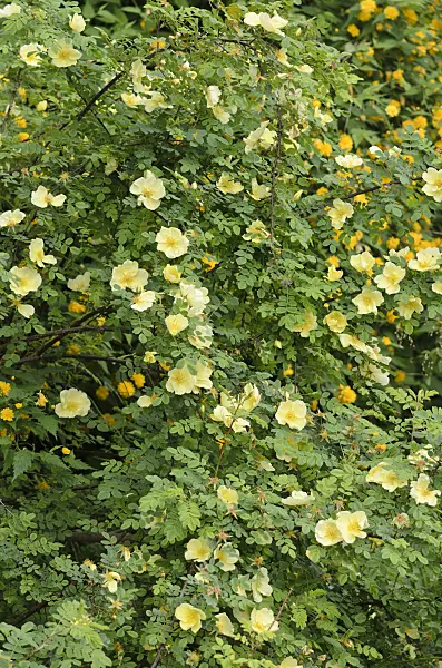 520286 - Father Hugo's rose (Rosa hugonis syn. Rosa xanthina 'Hugonis')