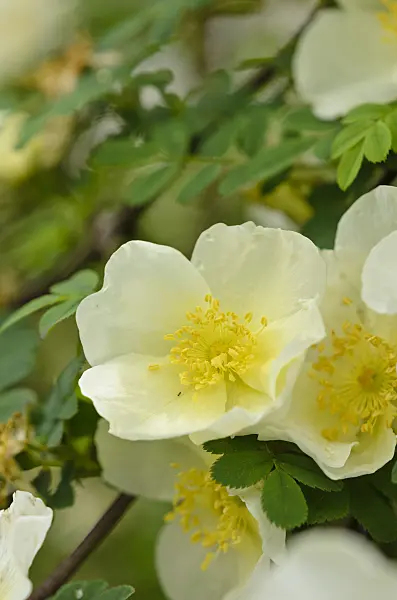 520461 - Father Hugo's rose (Rosa hugonis syn. Rosa xanthina 'Hugonis')