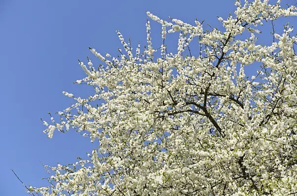 495183 - Faux abricotier (Prunus cocomilia)