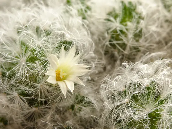 432158 - Feather cactus (Mammillaria plumosa)