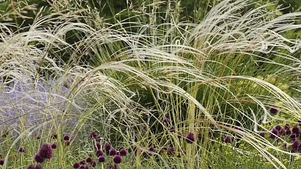 498098 - Feather grass (Stipa barbata)