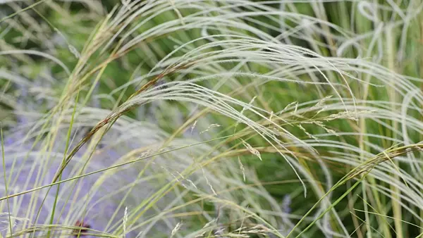 498100 - Feather grass (Stipa barbata)