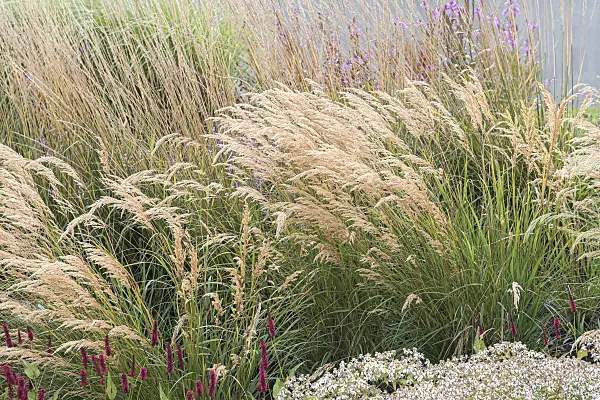 651024 - Feather grass (Stipa calamagrostis 'Algäu' syn. Achnatherum calamagrostis 'Algäu')