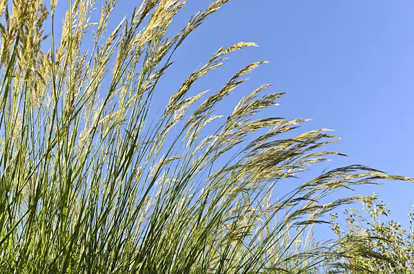 497366 - Feather grass (Stipa calamagrostis syn. Achnatherum calamagrostis)