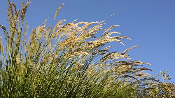 497373 - Feather grass (Stipa calamagrostis syn. Achnatherum calamagrostis)