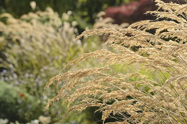 501074 - Feather grass (Stipa calamagrostis syn. Achnatherum calamagrostis)