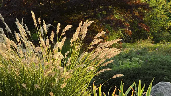 511026 - Feather grass (Stipa calamagrostis syn. Achnatherum calamagrostis)