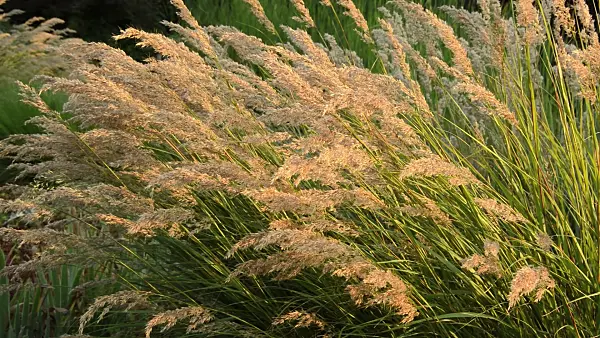 511027 - Feather grass (Stipa calamagrostis syn. Achnatherum calamagrostis)