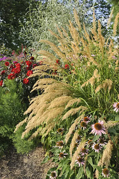 487159 - Feather grass (Stipa calamagrostis syn. Achnatherum calamagrostis) and purple cone flower (Echinacea purpurea)